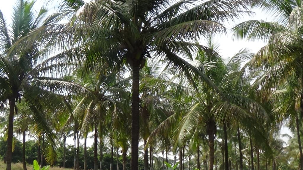 Dr. D. Y. Patil College of Agricultural Engineering & Technology Talsande Kolhapur College Achievement Photos photo 5